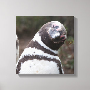 Impressão Em Tela Retrato do pinguim de Magellanic
