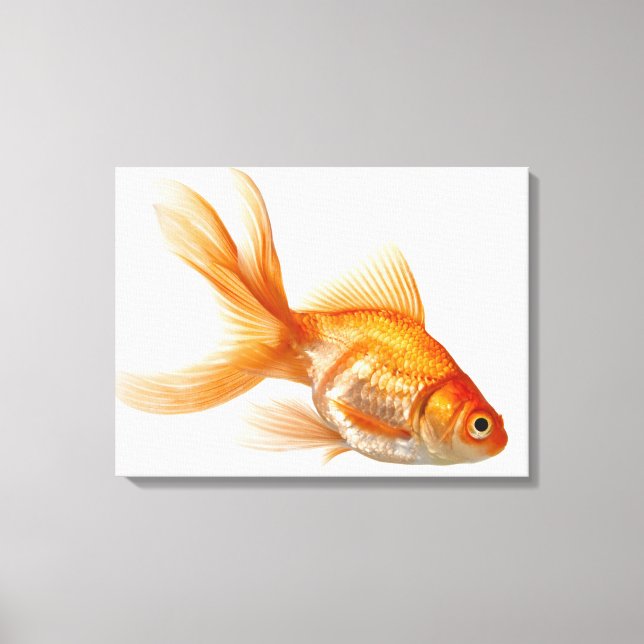 Impressão Em Tela Rico Goldfish (Frente)