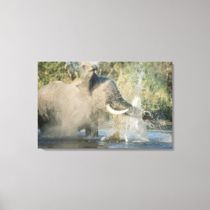 Impressão Em Tela Rio de Chobe, Botswana, África