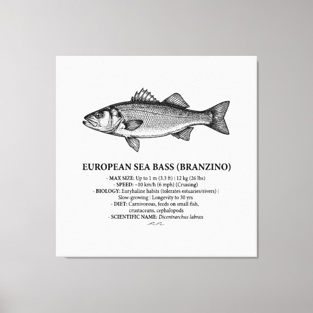 Impressão Em Tela Robalo Branzino Vintage  (Frente)