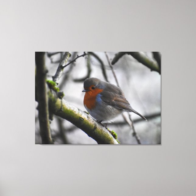 Impressão Em Tela Robin  (Frente)