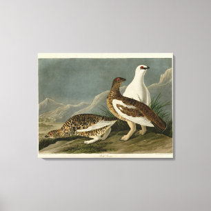 Impressão Em Tela Rock Grous (Ptarmigan), Aves da América de Audubon