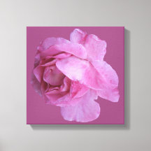 Romântica rosa moderna floral boho chique fancy