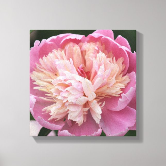 Impressão Em Tela Rosa ascendente próximo da flor - na flor - (Frente)