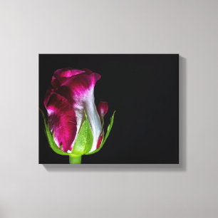 Impressão Em Tela Rosa Branca Dica-Vermelha 7019