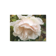 Rosa com gotas de chuva