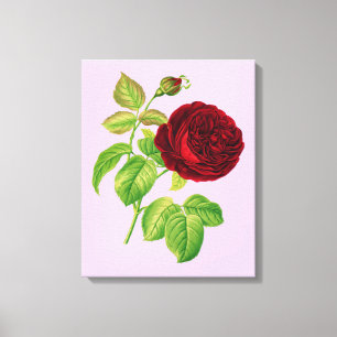 Impressão Em Tela Rosa de couve