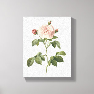 Impressão Em Tela rosa pálido aumentou (regalis albas de Rosa) por