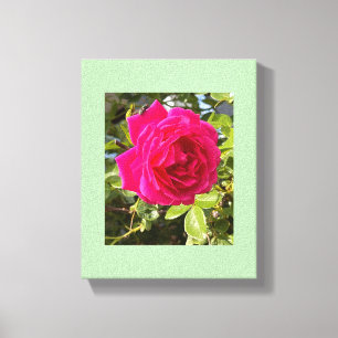 Impressão Em Tela Rosa Rosa e uma Mosca