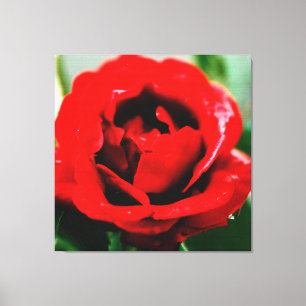 Impressão Em Tela rosa vermelha com gotas de mastigação