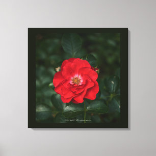 Impressão Em Tela Rosa vermelha P6568