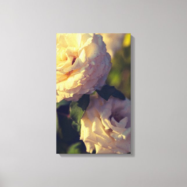 Impressão Em Tela Rosas em um jardim (Frente)