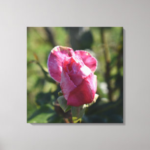 Impressão Em Tela Rosas Flores, Rosas brancas rosa