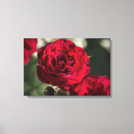 Impressão em Tela Rosas - Radiância de Veludo