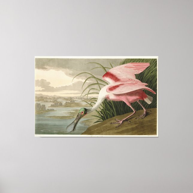 Impressão Em Tela Roseate Spoonbill, das Aves da América de Audubon (Frente)