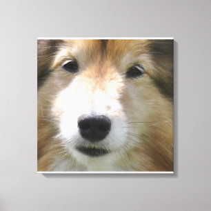 Impressão Em Tela Rosto de Shetland Sheepdog