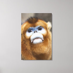 Impressão Em Tela Roxellana dourado masculino de Pygathrix do macaco