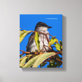 Impressão Em Tela Royalty Avian: Kingbird Oriental