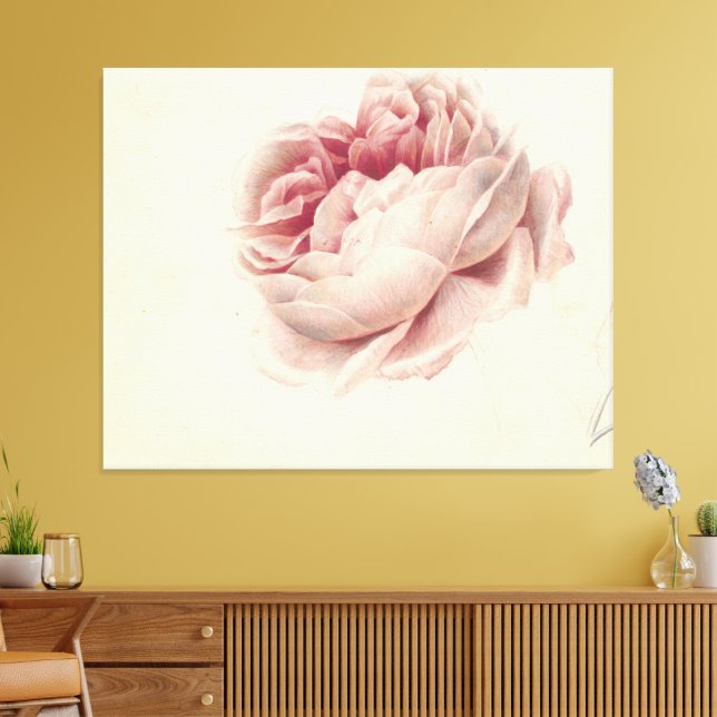 Impressão Em Tela Roze Roos (1792) – Arte Botânica Antiga Atemporal (Insitu(Sala de estar))