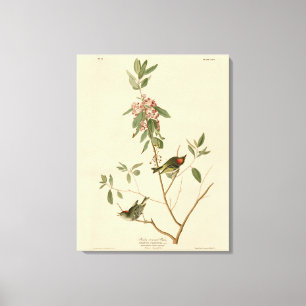 Impressão Em Tela Ruby coroado Wren (Kinglet) Audubon Birds América