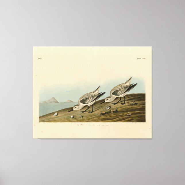 Impressão Em Tela Ruddy Plover (Sanderling) - Aves de Audubon da Amé (Frente)