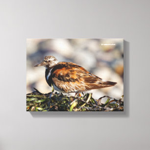 Impressão Em Tela Ruddy Turnstone Shorebird na Praia