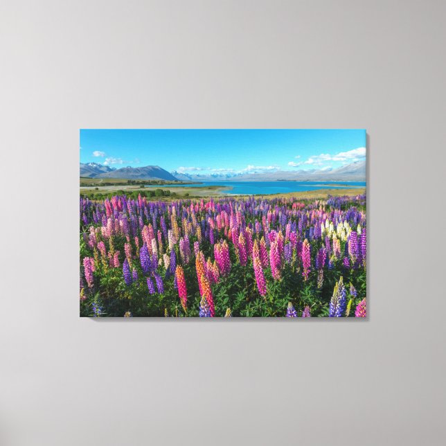 Impressão Em Tela Russle Lupines no lago Tekapo | Nova Zelândia (Frente)