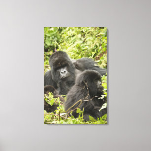 Impressão Em Tela Rwanda, parque nacional dos vulcões. Montanha