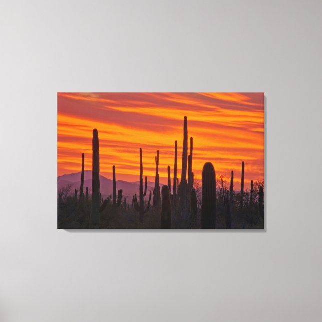 Impressão Em Tela Saguaro, pôr do sol, Parque Nacional Saguaro (Frente)