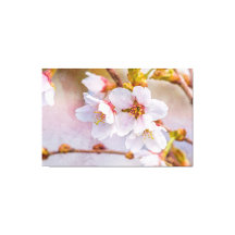 Sakura - Flor de Cereja Japonês