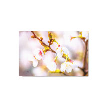 Sakura - Flor de Cereja Japonês