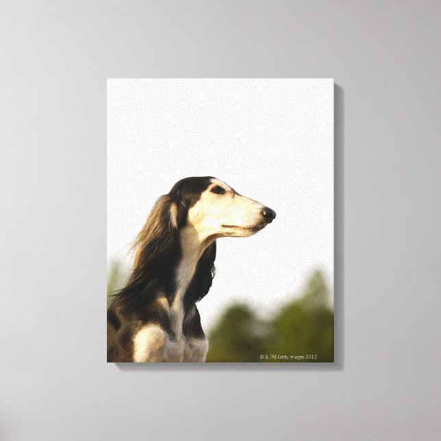 Impressão Em Tela Saluki 2 (Frente)