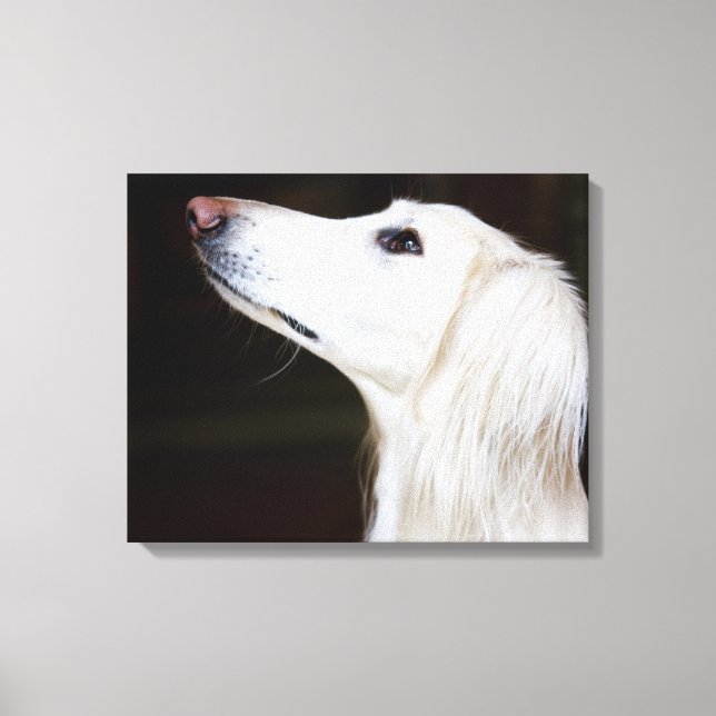 Impressão Em Tela Saluki Procurando (Frente)