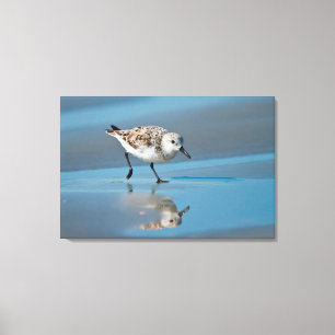 Impressão Em Tela Sanderling (Calidris Albe) se Alimentando na Praia