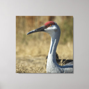 Impressão Em Tela Sandhill Crane