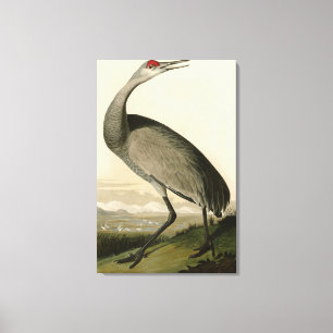 Impressão Em Tela Sandhill Crane das Aves da América de Audubon