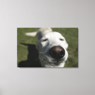 Impressão Em Tela Santa Fé, New mexico, EUA. Branco feliz