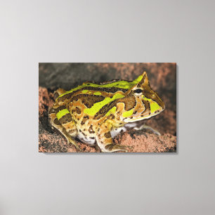 Impressão Em Tela Sapo brasileiro do chifre, cornuta de Ceratophrys,