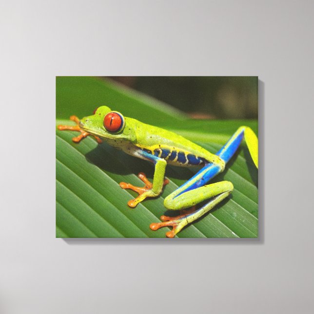 Impressão Em Tela Sapo Colorida (Frente)