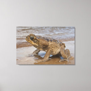 Impressão Em Tela Sapo-cururu Rhinella marina, anteriormente Bufo