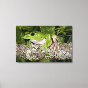 Impressão Em Tela Sapo de deslizamento gigante, ssp do dennysi do