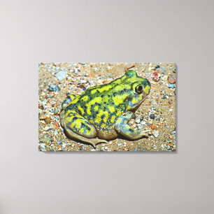 Impressão Em Tela Sapo de Spadefoot de um sofá