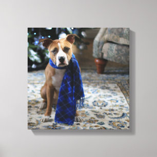 Impressão Em Tela Saúde Feriada do Cachorro de Salvamento do Touro d