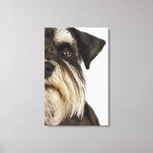 Impressão Em Tela Schnauzer diminuto, tiro do estúdio, fim-acima