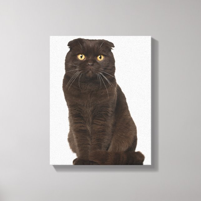 Impressão Em Tela Scottish Fold (18 meses de idade) (Frente)