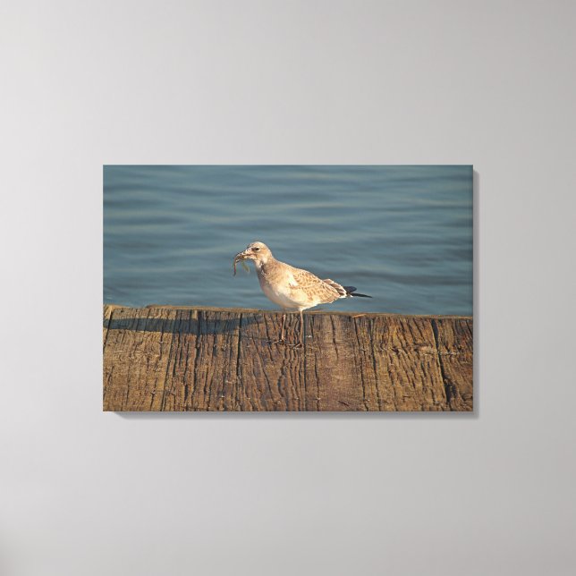 Impressão Em Tela Seagull com uma captura de Dragonfly | Foto tropic (Frente)