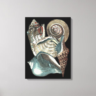 Impressão Em Tela Seashell Anthology