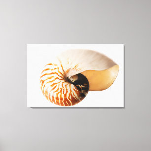 Impressão Em Tela Seashell do nautilus (stenomphalus do nautilus)