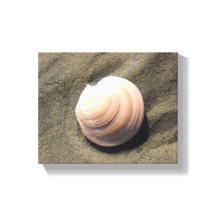 Seashell na areia