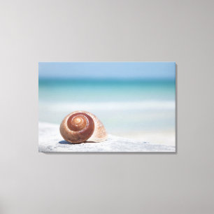 Impressão Em Tela Seashell   St Petersburg, Florida